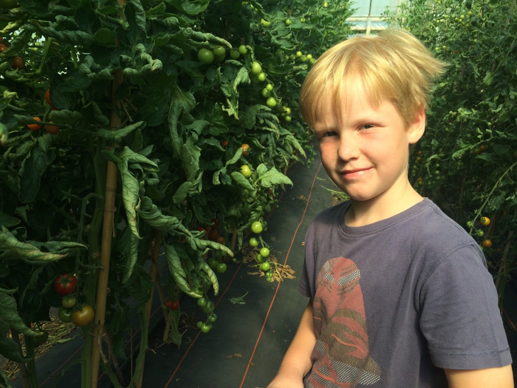 Orlando picking tomatoes