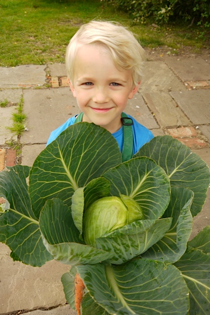 cabbage-from-the-garden