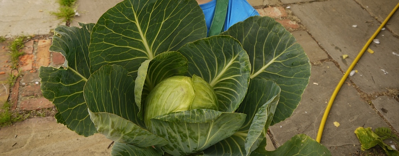 large-cabbage